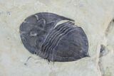 Rare, Trigonocerca Piochensis - Fillmore Formation, Utah #94738-5